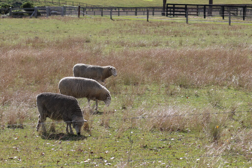 Sheep paddock