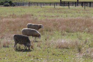 Sheep paddock