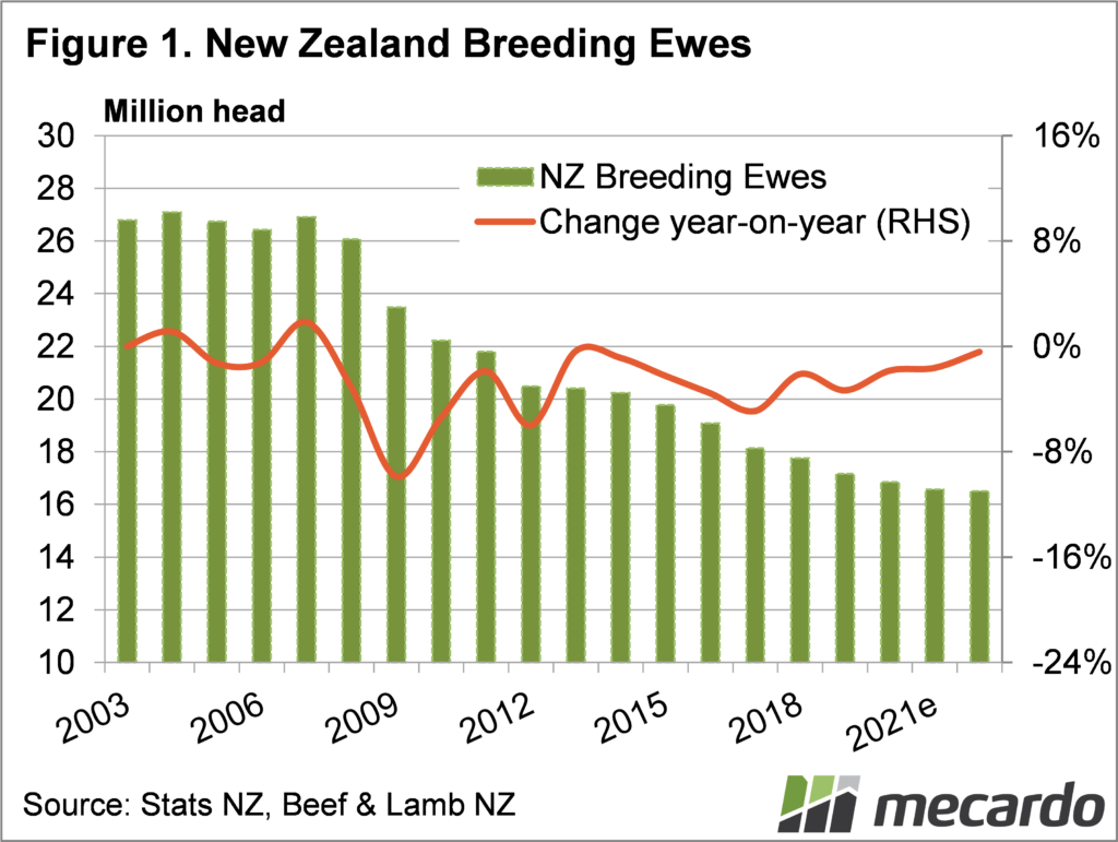 New Zealand breeding ewes