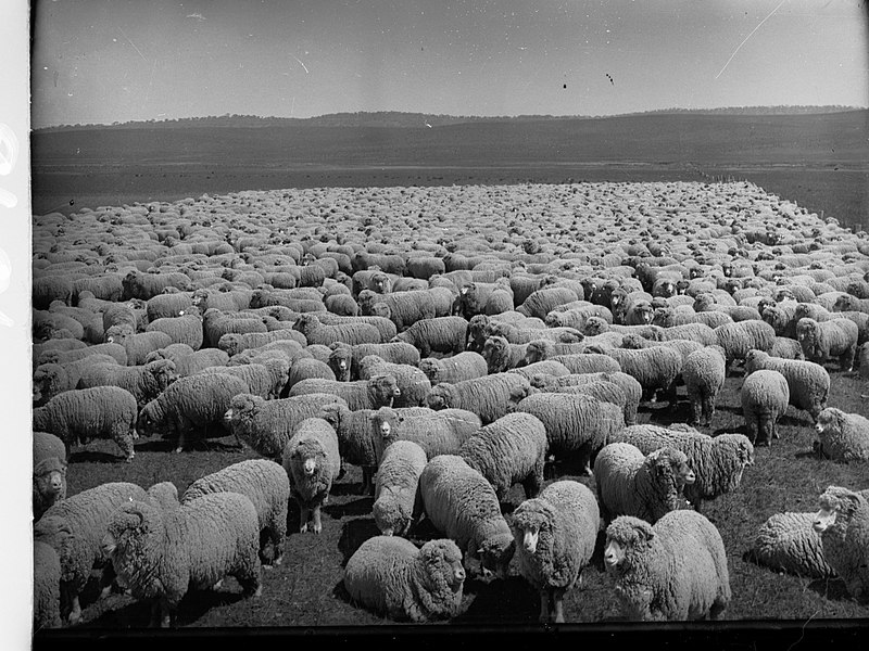 Black and white sheep flock