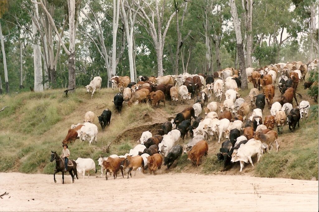 Cattle herd drover