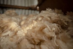 Wool in shearing shed