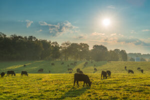 Grazing,Cows