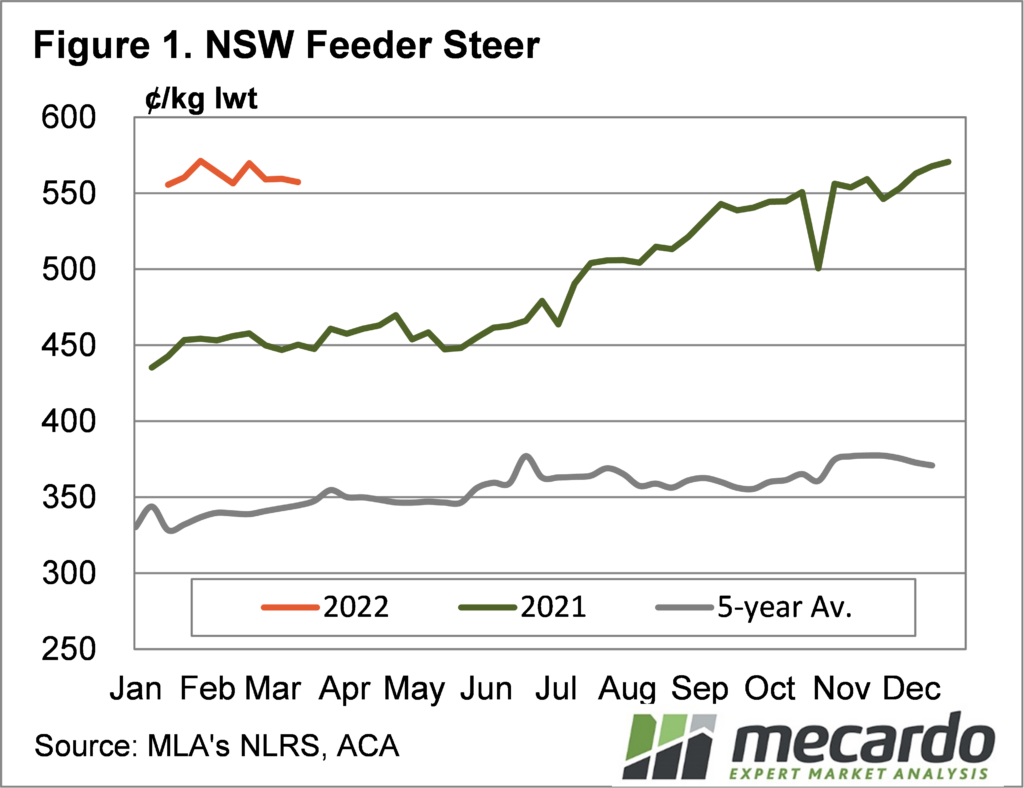 NSW Feeder steer