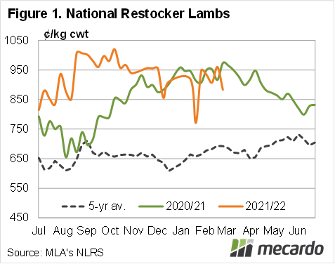 National restocker lambs