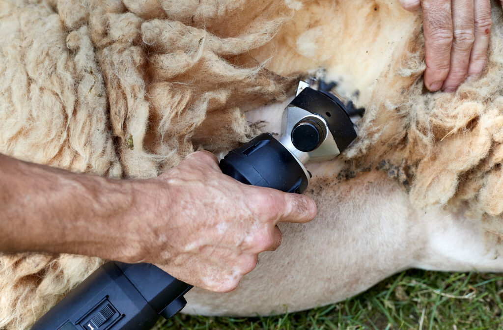 Wool being sheared off