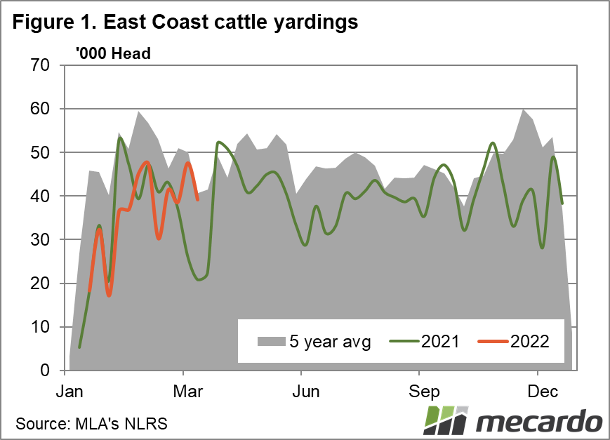 East coast cattle slaughter