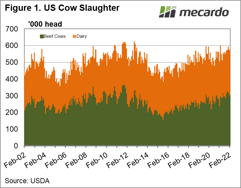 US cow slaughter