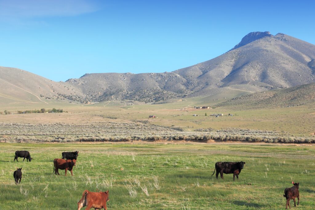 US cattle herd, California