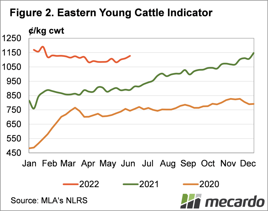 Eastern young cattle indicator
