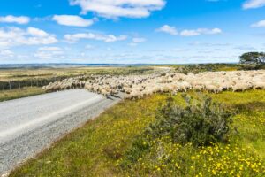 Herd,Of,Merino,Sheep,On,The,Road,To,Farm,In
