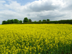Canola,,A,Flowering,Plant,Which,Seeds,Are,Harvested,And,Crushed