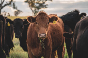 close up of cattle in paddock- photo by Bri smith