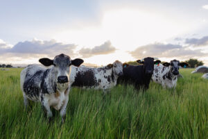 Cattle in paddock with sun in background. Photo by Emily Bozier