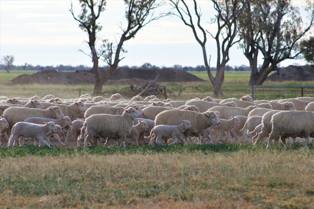 Sheep in distance in green paddock