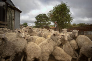 Sheep packed into loading pen on a farm with dark clouds above