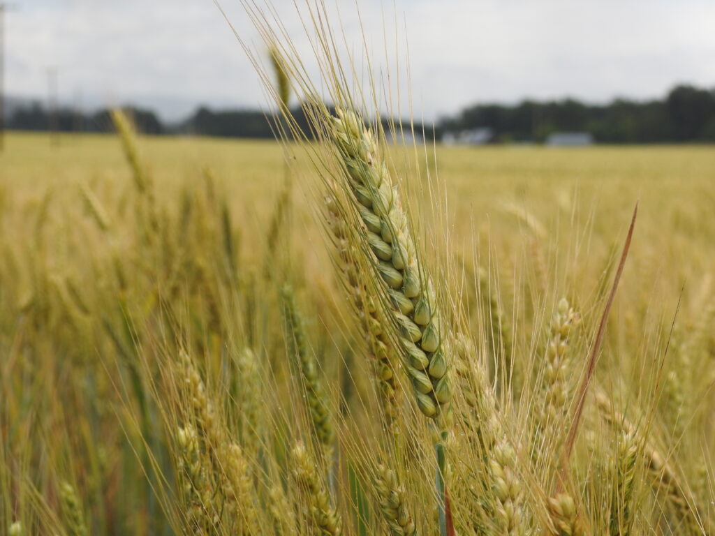 Wheat head closeup in a field