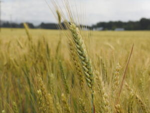 Wheat head closeup in a field