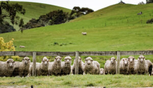 Sheep in paddock photo by Jessa Bottrill