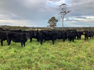 Angus cattle in green paddock with dark clouds in the background
