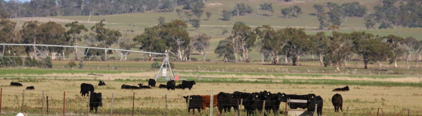 cattle in field image