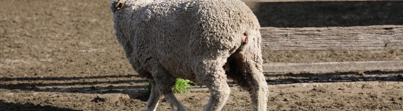 Merino sheep in yards walking through gate
