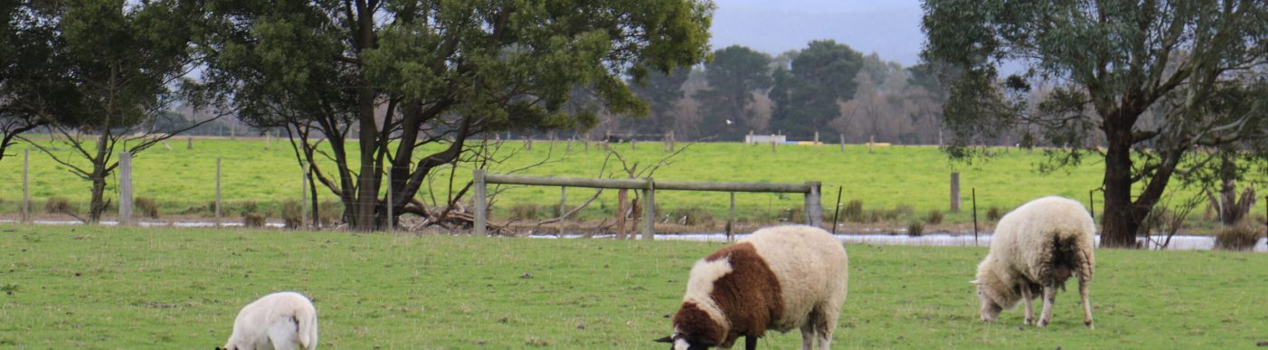 Sheep & lambs in a paddock