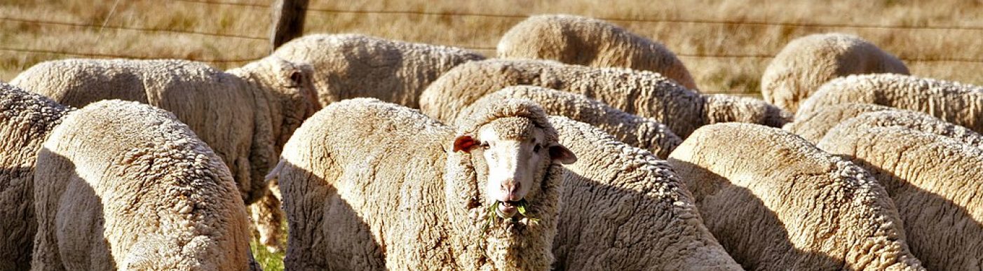 Merino wool sheep grazing