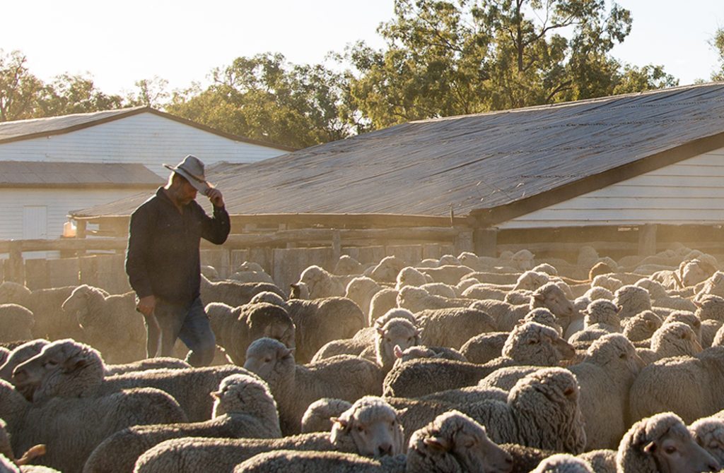 Photo of a farmer surrounded by Merino sheep in dusty yards