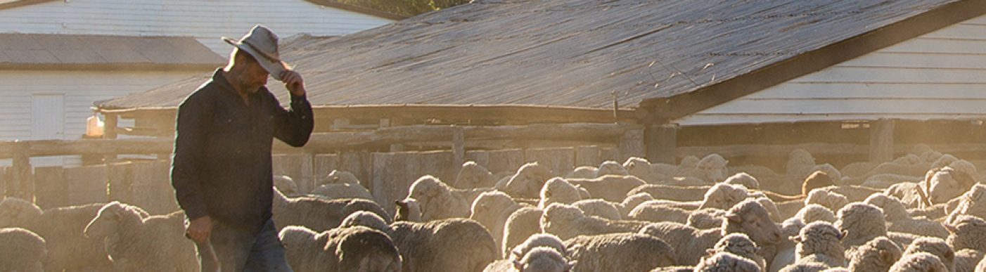 Photo of a farmer surrounded by Merino sheep in dusty yards