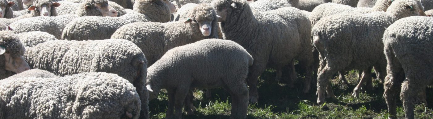 Sheep and lambs in yard