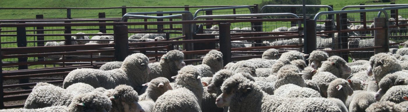 Sheep lambs in yards