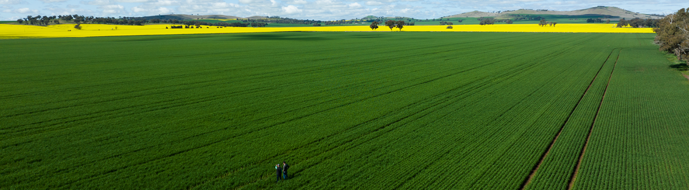 Drone footage wheat field