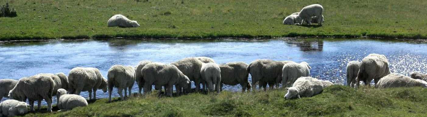 Sheep patagonia