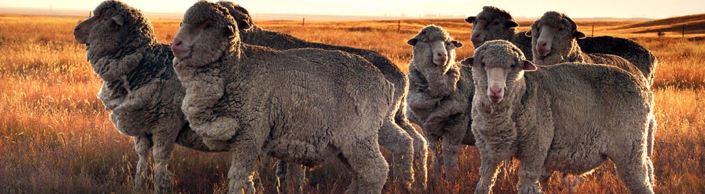 Merino sheep in sunset
