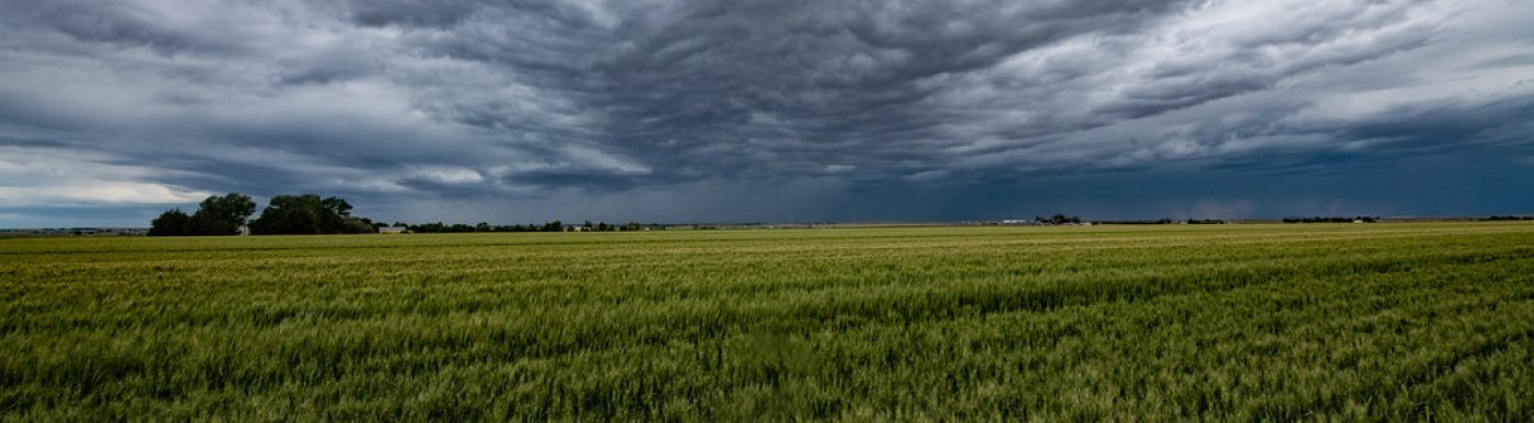US wheat field rain