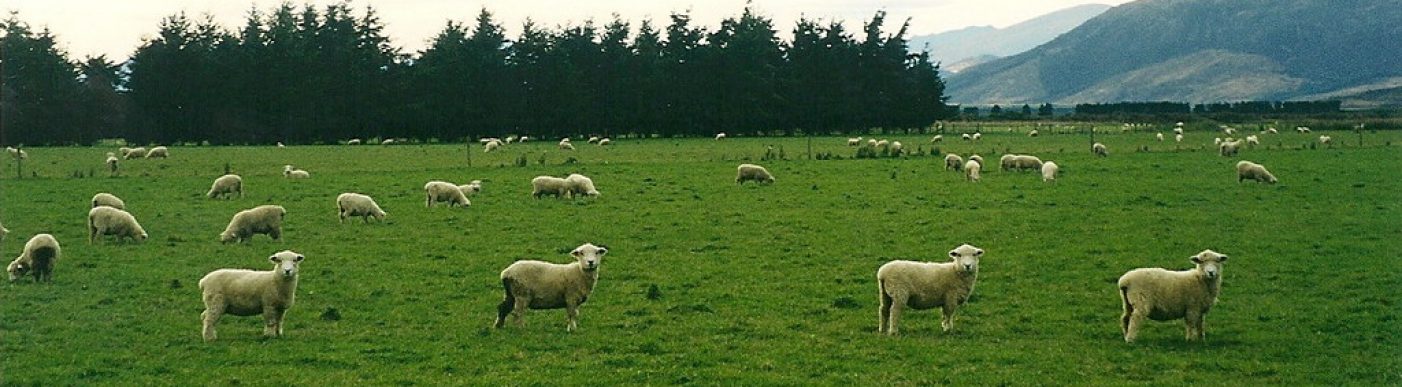 Merino sheep NZ