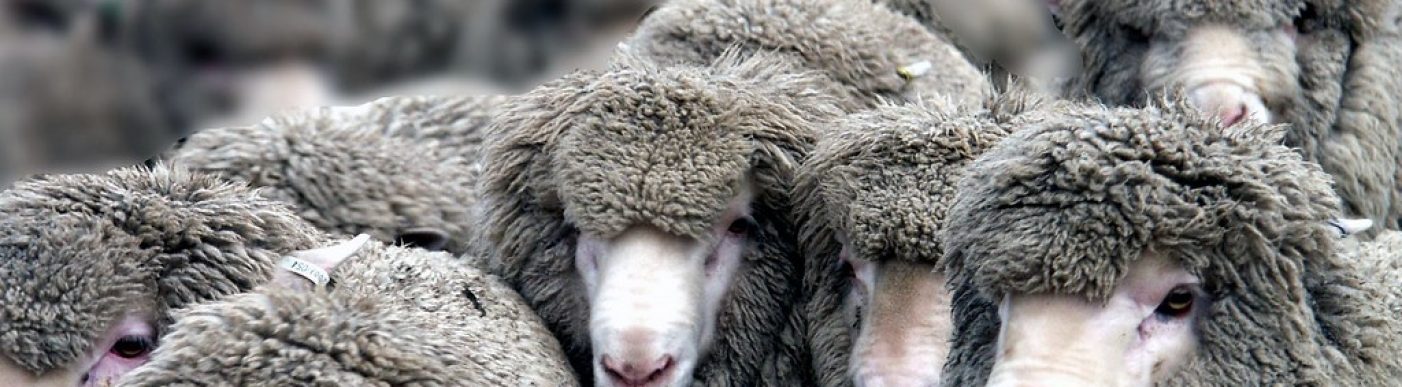 merino sheep close up