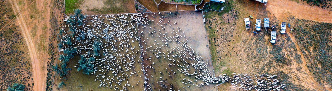Aerial drone photo of sheep in Winilippe Yards KondoolkaStation , SA by Stefanie Roeske