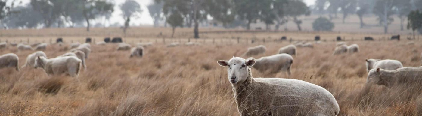 Sheep in an Australian field in rural NSW on a foggy morning