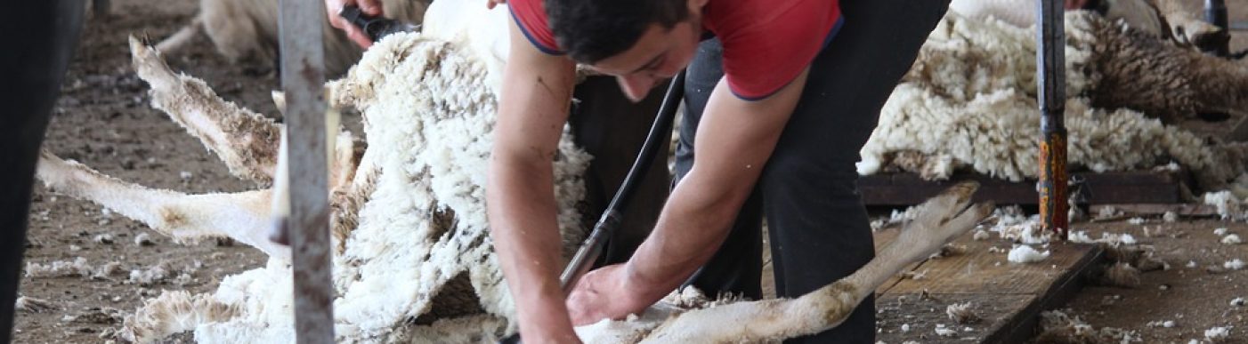 Shearing wool merino