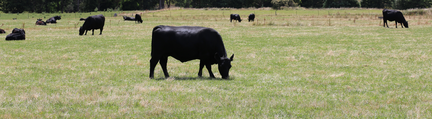 Beef cattle field _ image