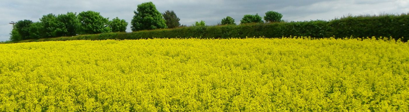 Canola,,A,Flowering,Plant,Which,Seeds,Are,Harvested,And,Crushed