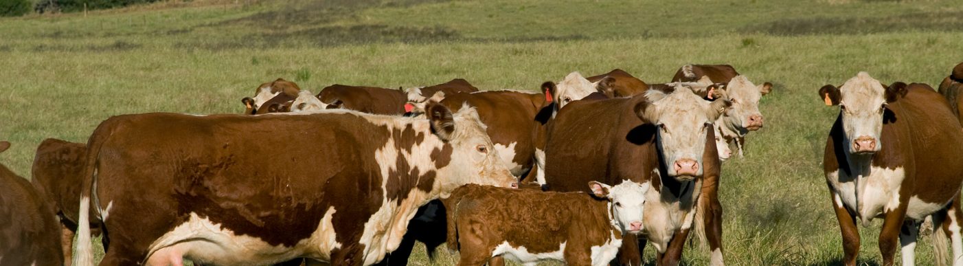 Cattle,Herd,Australia,,Hereford,Cattle,In,Lush,Grass,In,Nsw.