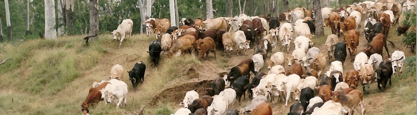 Cattle herd drover