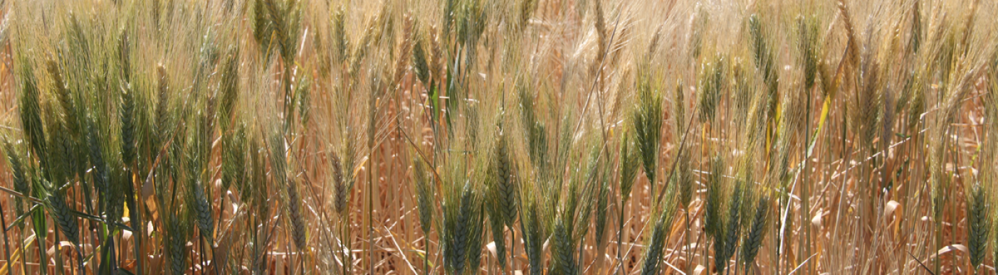 Close shot of a grain field