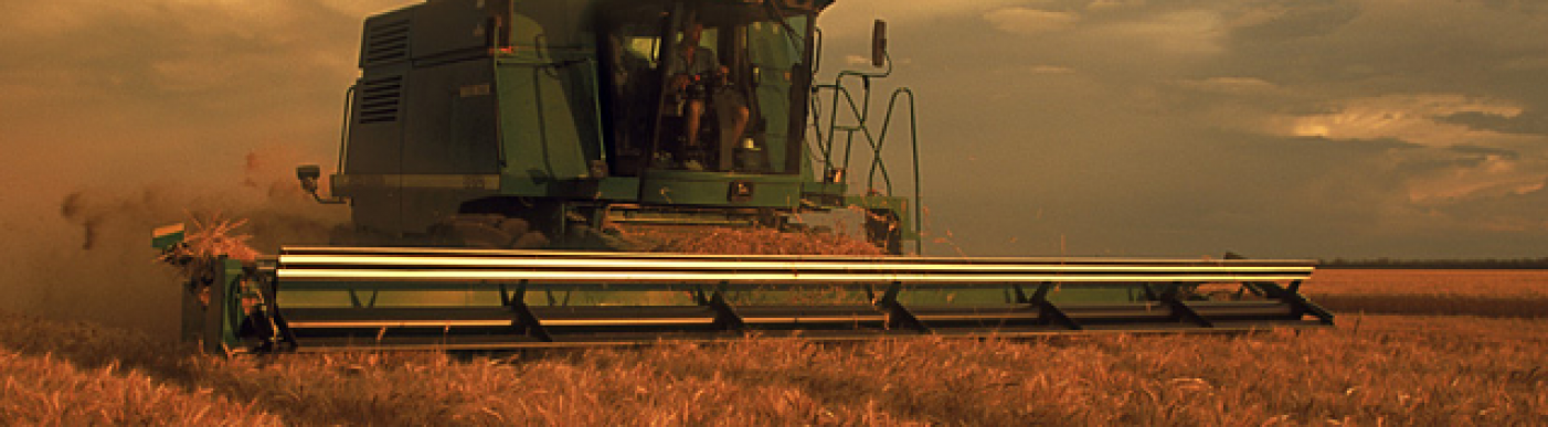 Grain header harvesting a crop at dawn