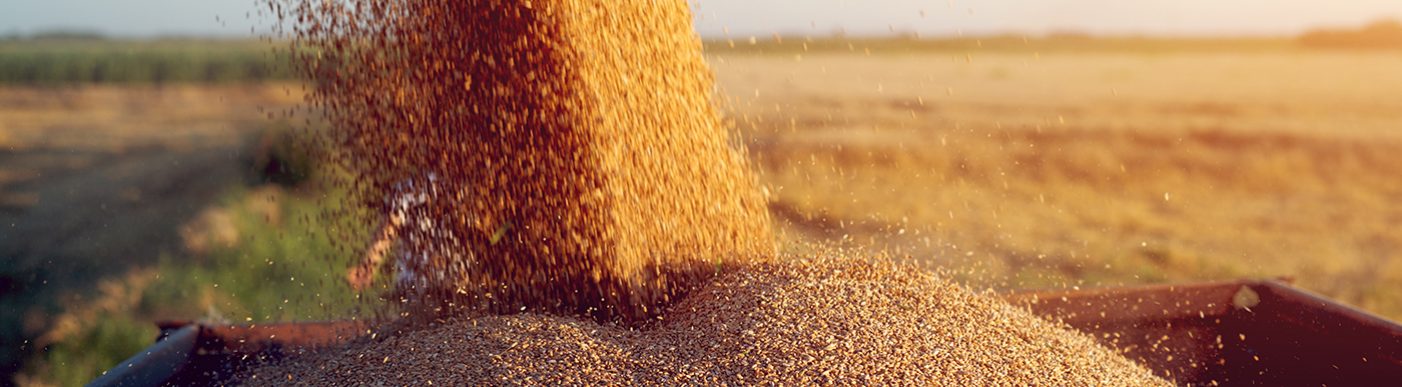 Image of harvested grain pouring into a chaser bin