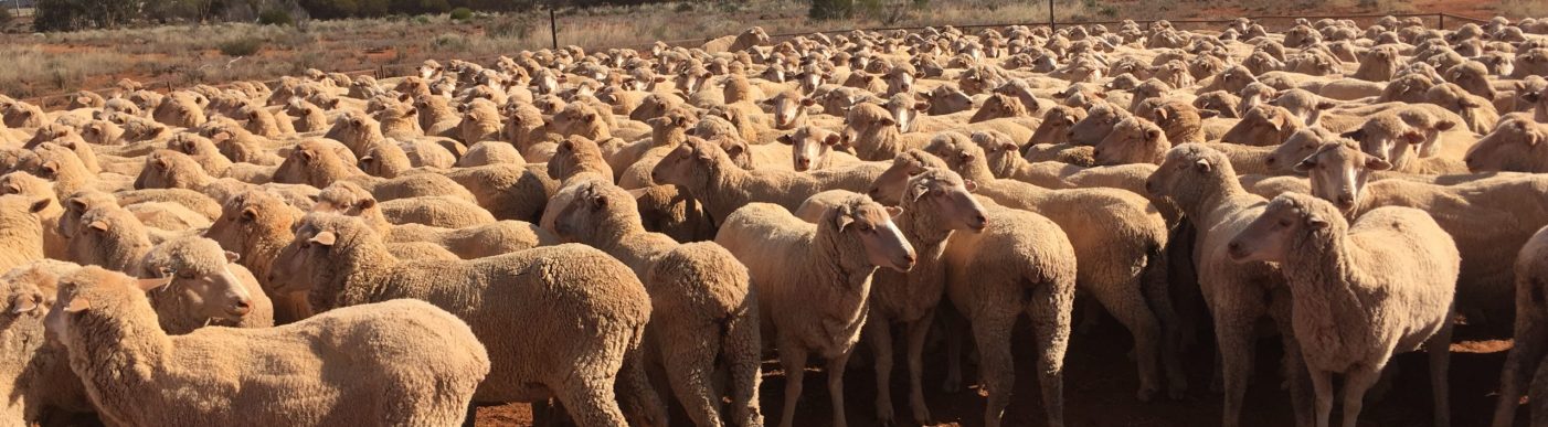 Flock of sheep in dry paddock