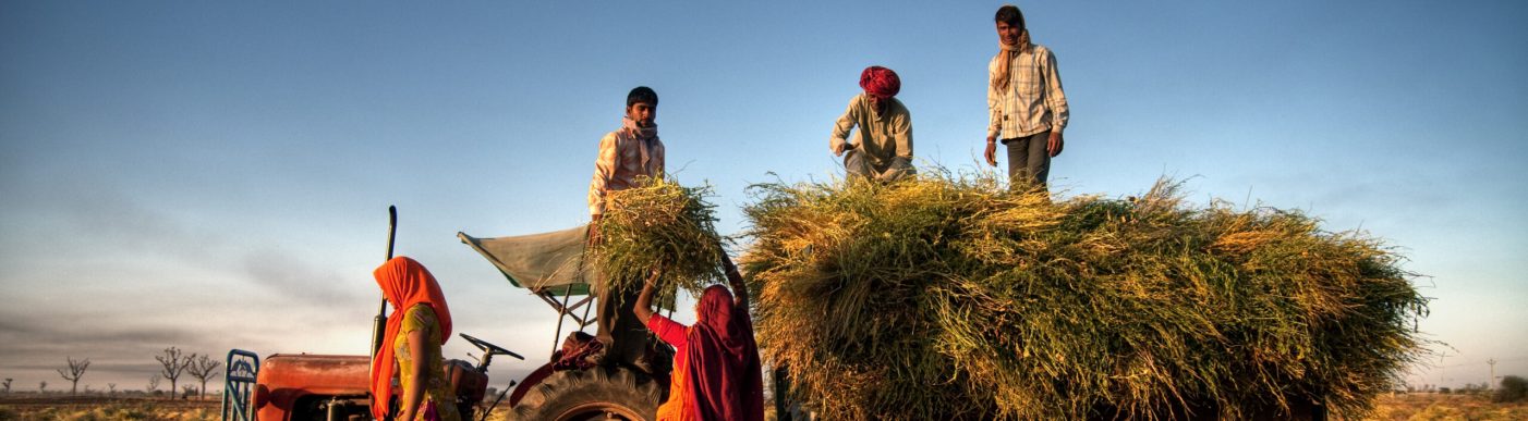 Indian wheat farmers